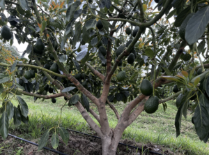 Hass Avocado Tree Care: Optimization