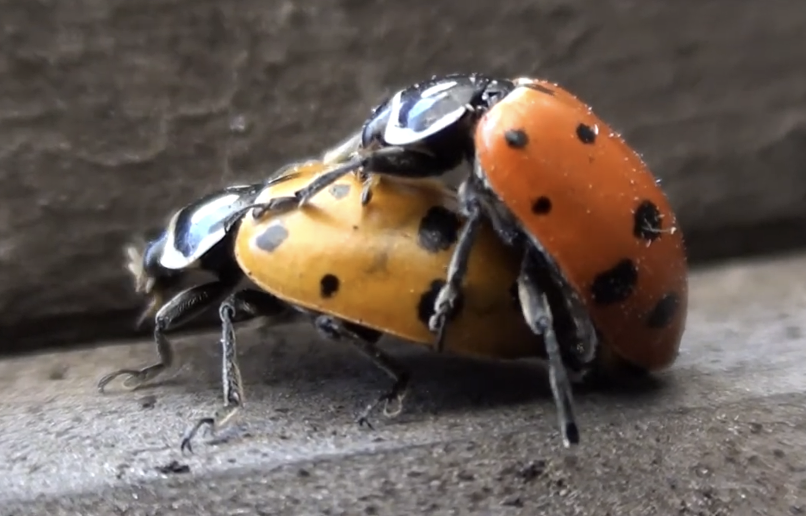 How to Attract Convergent Lady Beetle to Your Garden