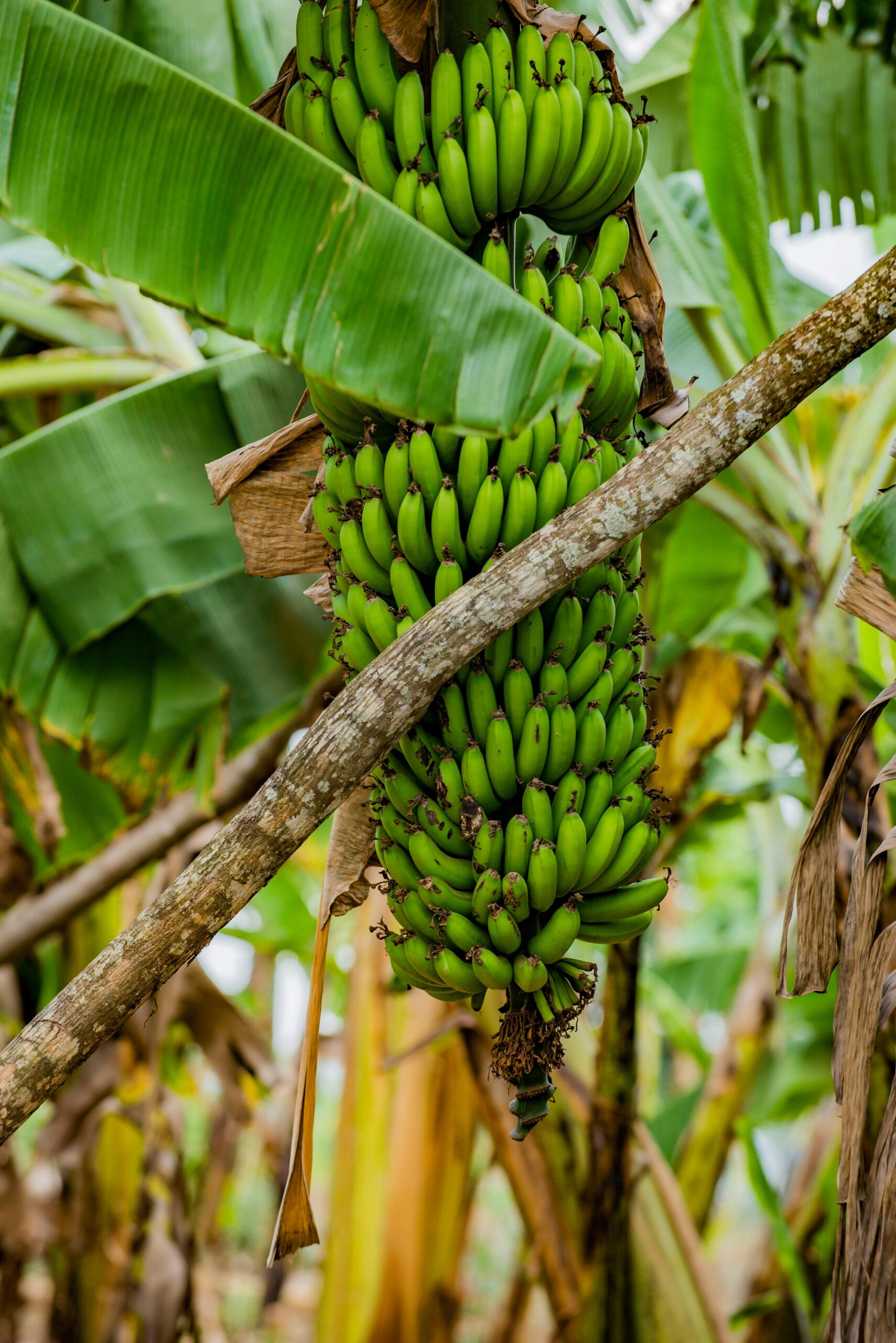 How to Grow Cavendish Banana: The Complete Gardener’s Guide