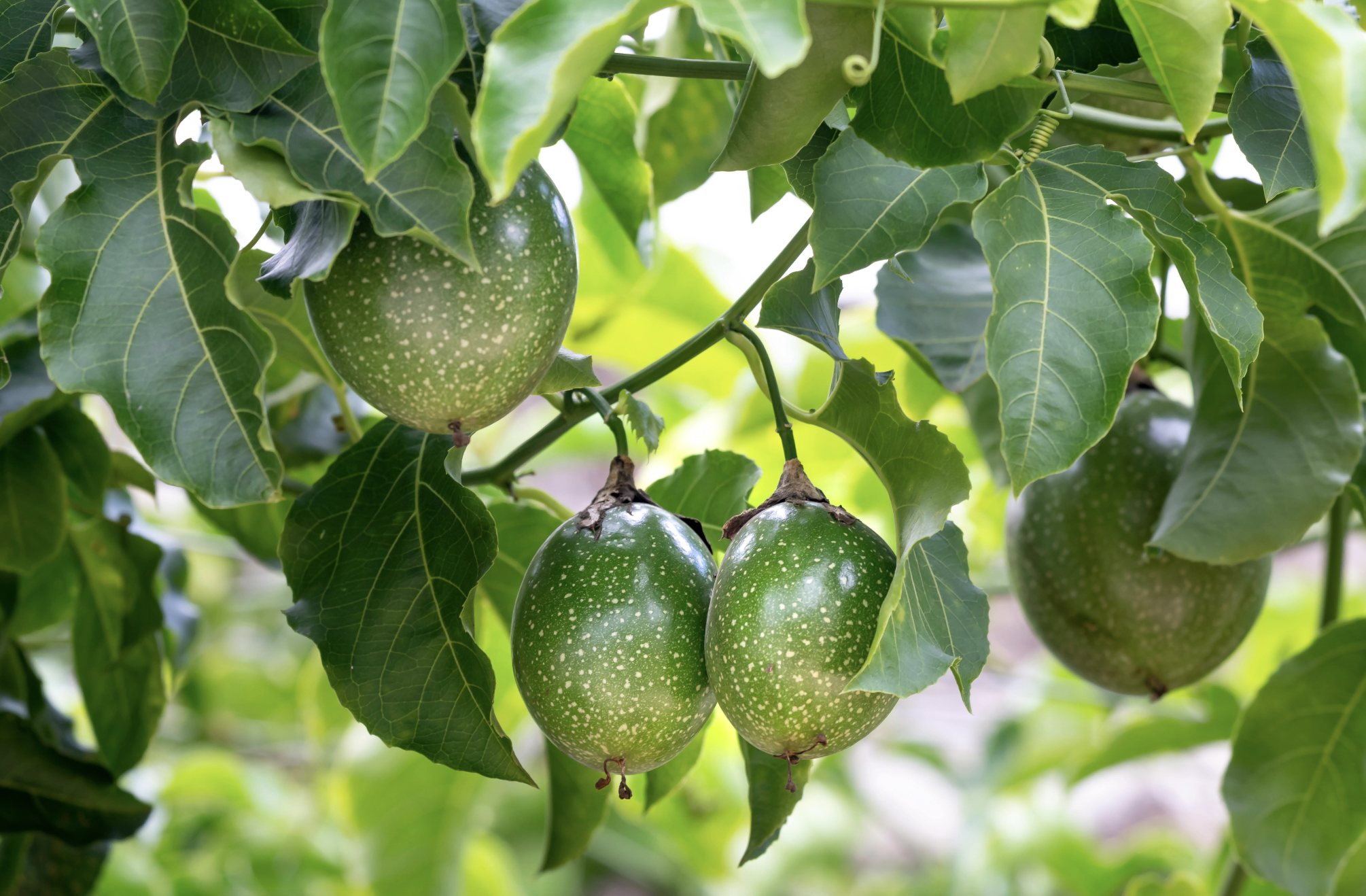 How to Grow Passion Fruit (Maracuyá): Complete Guide from Seed to Heavy Yields