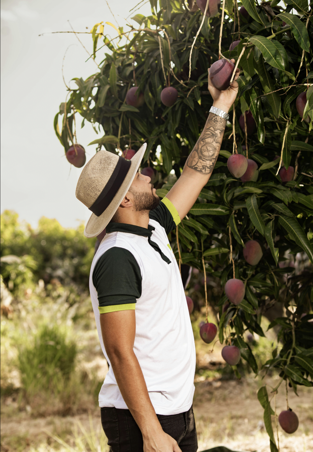 How to Grow Tommy Atkins Mango