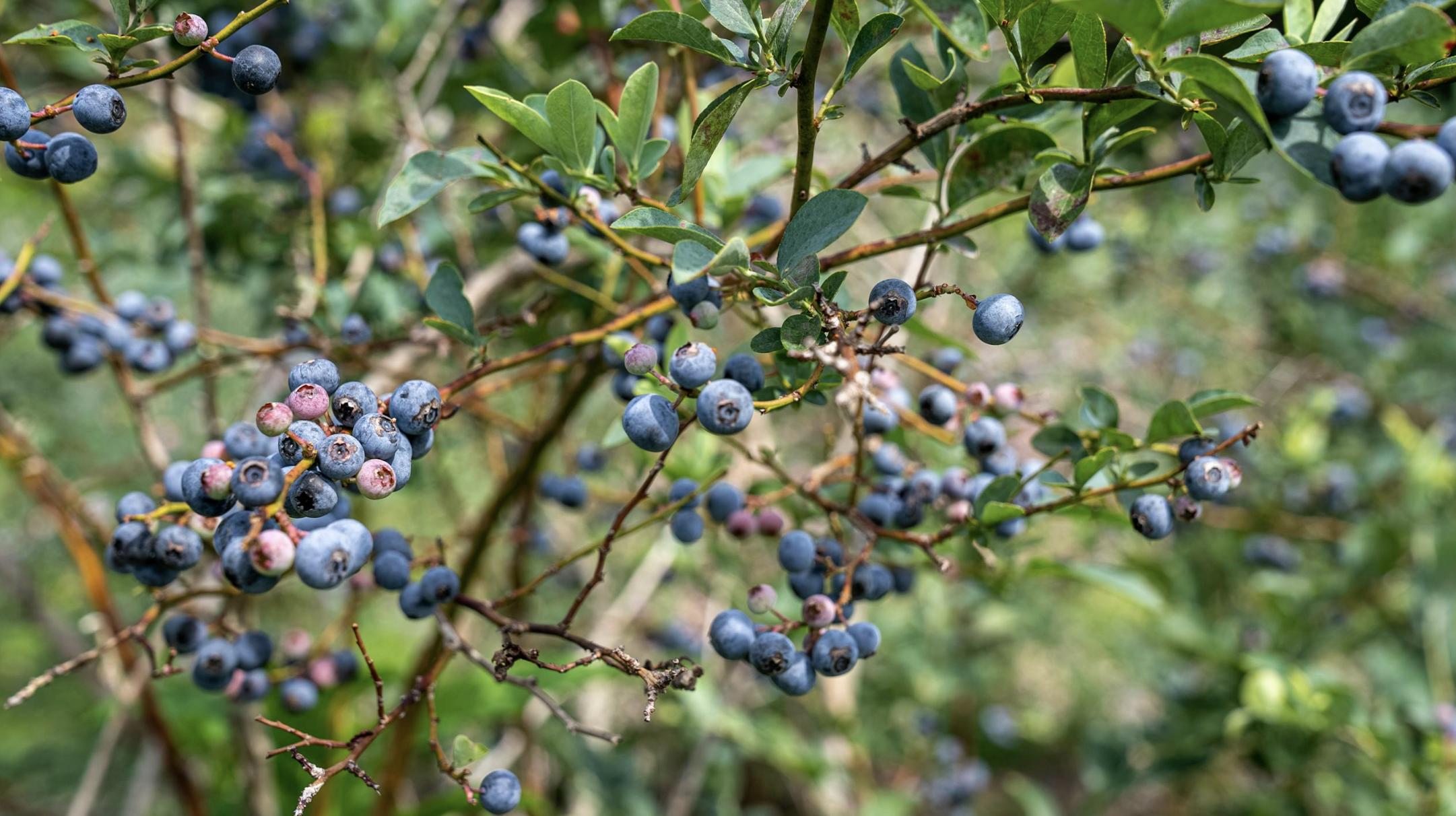 How to Grow ‘Bluecrop’ Blueberry