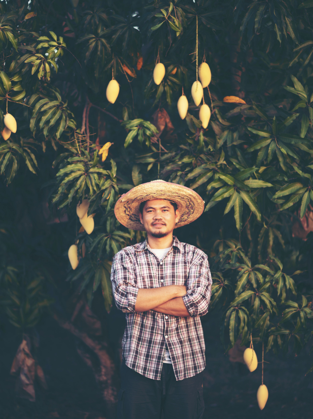 How to Plant and Grow Ataulfo Mangoes