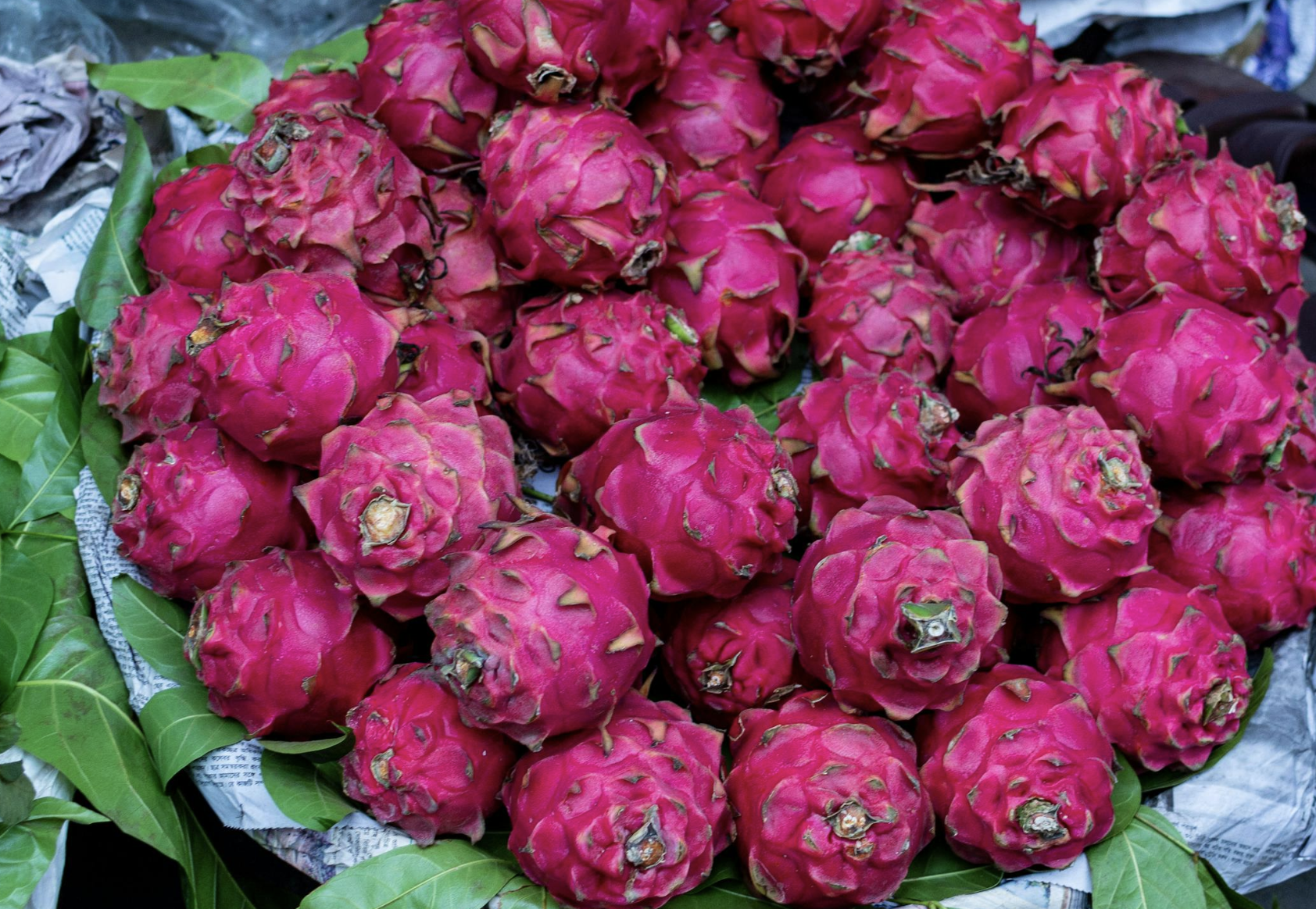 How to Plant, Grow, and Care for Purple Dragon Fruit The Complete Guide