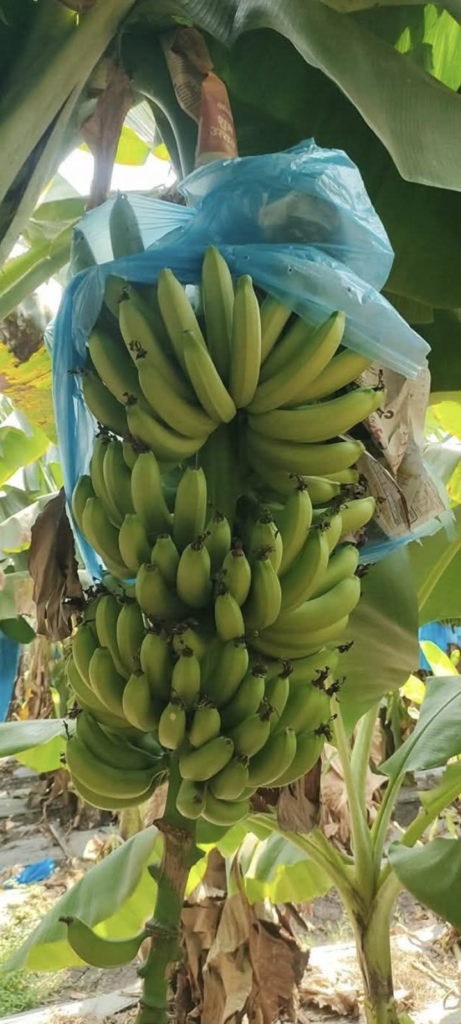 Influence of Climate on Growth of Banana Cavendish