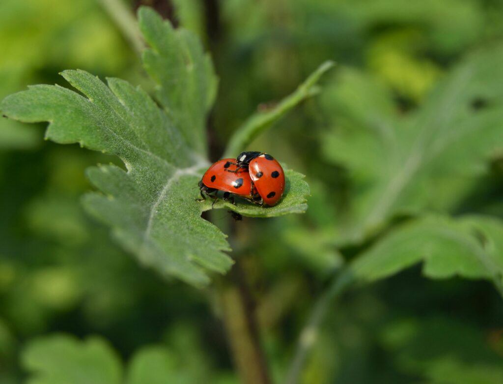 The 7-Spotted Lady Beetles on a green watermelon leave