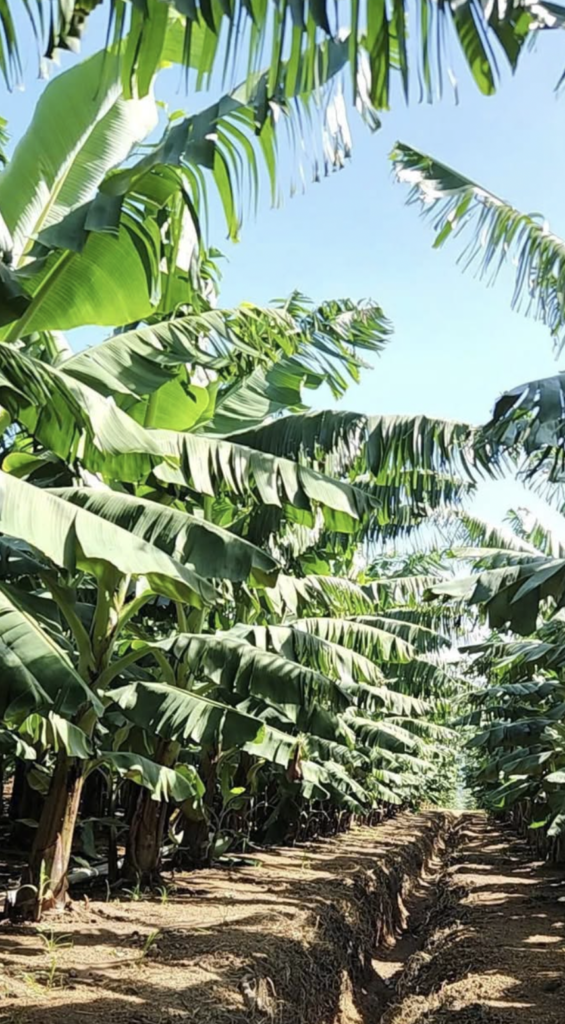 Soil Requirements and Chemistry for Cavendish Bananas