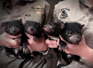 successfully breeding Tasmanian Devils babies at tasmani Zoo