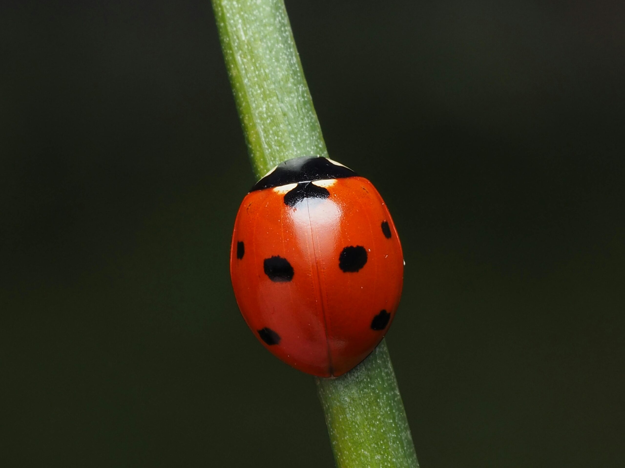 The Seven-Spotted Lady Beetles beneficial insect