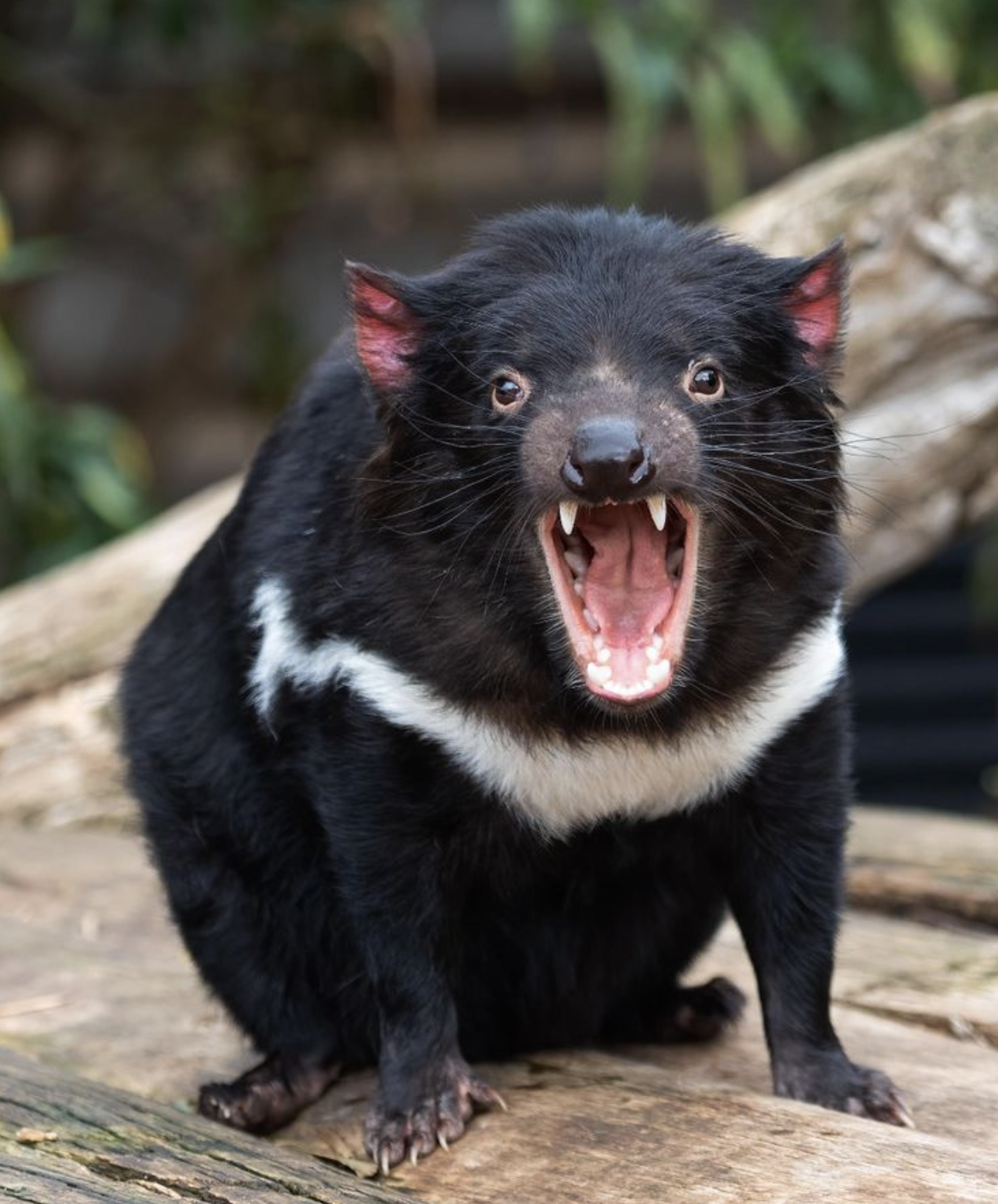 Why the Tasmanian Devil Is Endangered: 2026 Facts