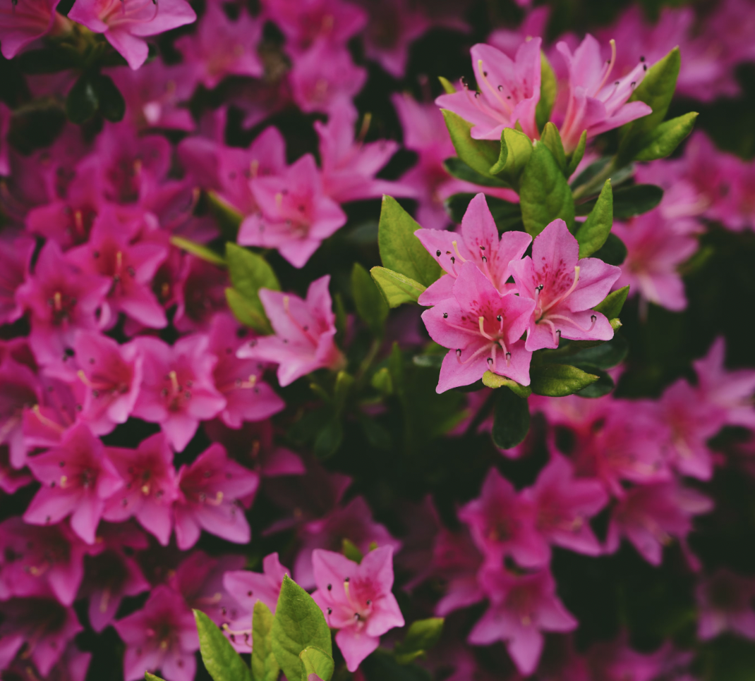 Alpine Azalea A close-up view of vivid pink azaleas flourishing in a lush spring garden in Boise, Idaho