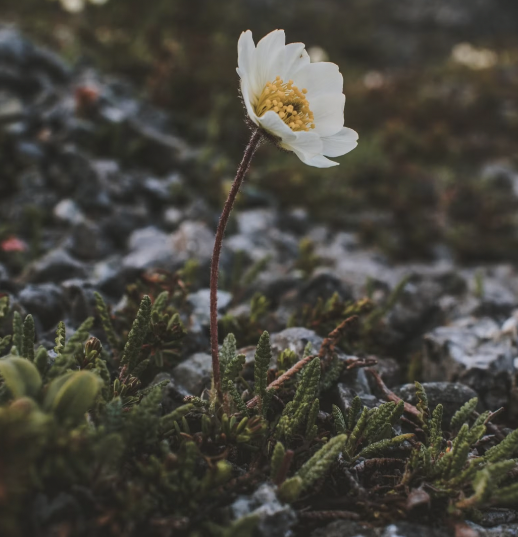 Arctic Dryad (Dryas integrifolia) Close-up of a solitary Dryas octopetala flower blooming amidst rocky terrain