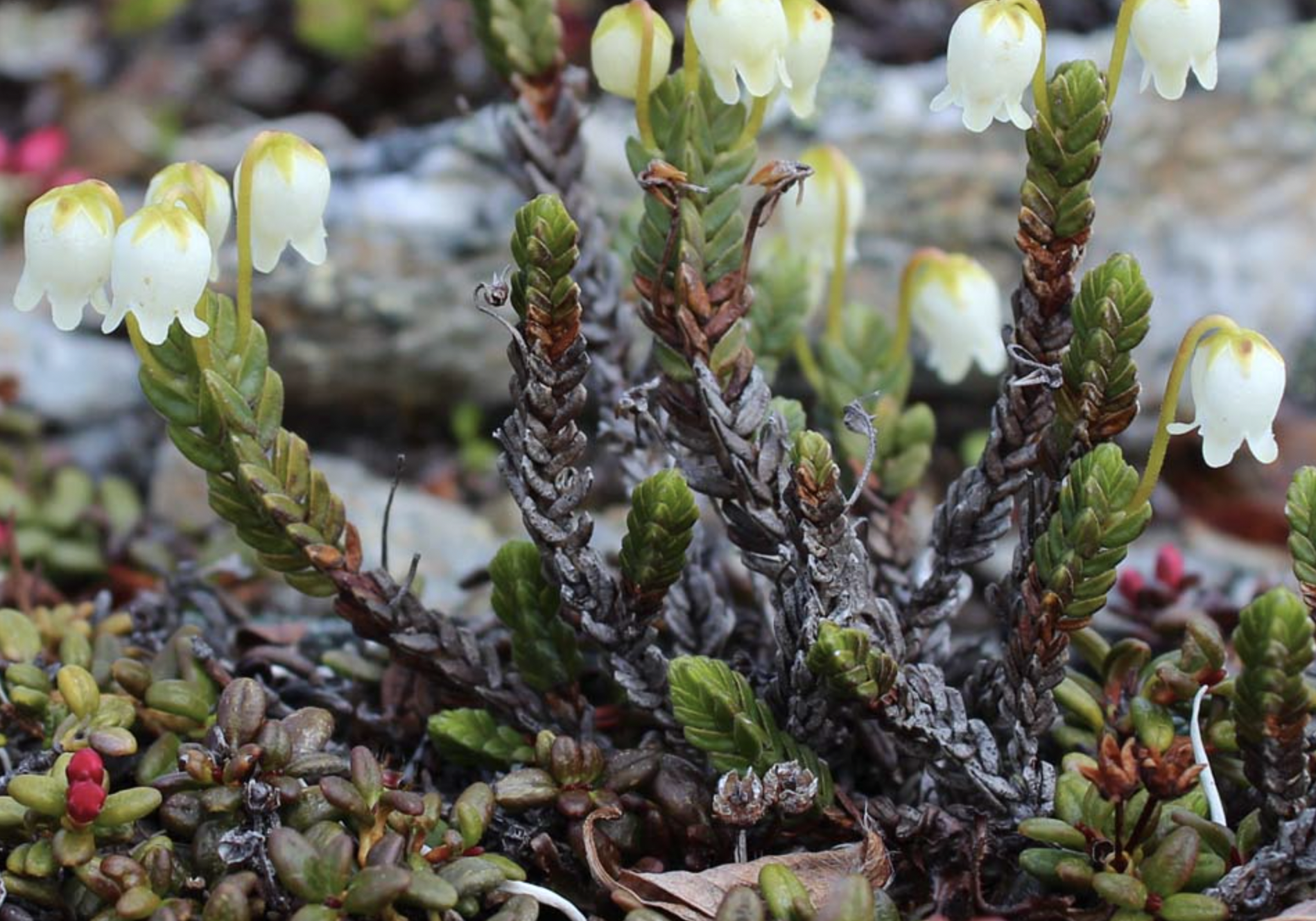 Arctic White Heather (Cassiope tetragona)