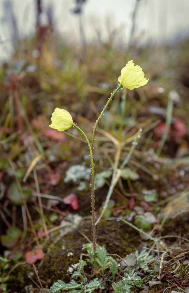 Beautiful yellow Arctic Poppy blooming in a natural setting with selective focus