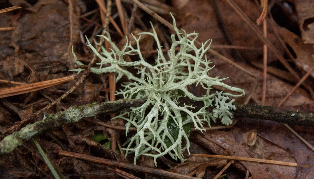 Caribou Moss (Cladonia rangiferina)