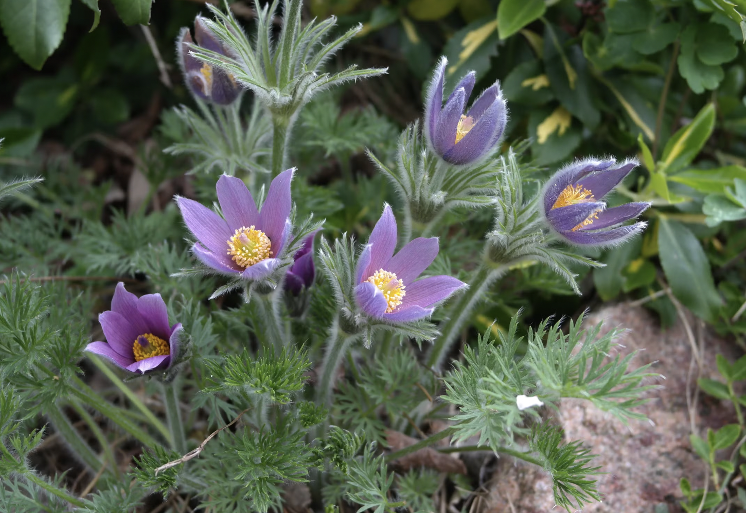 Close-up of purple pasque flowers (Pulsatilla vulgaris) blooming among green foliage