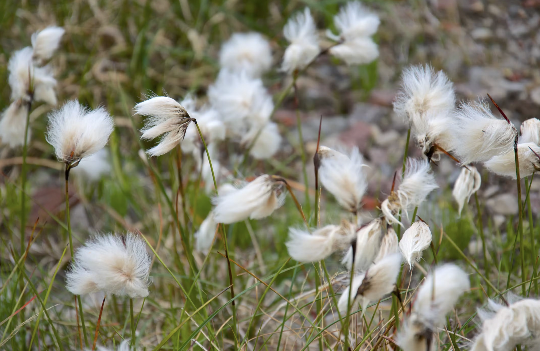 Cotton Grass (Eriophorum callitrix)