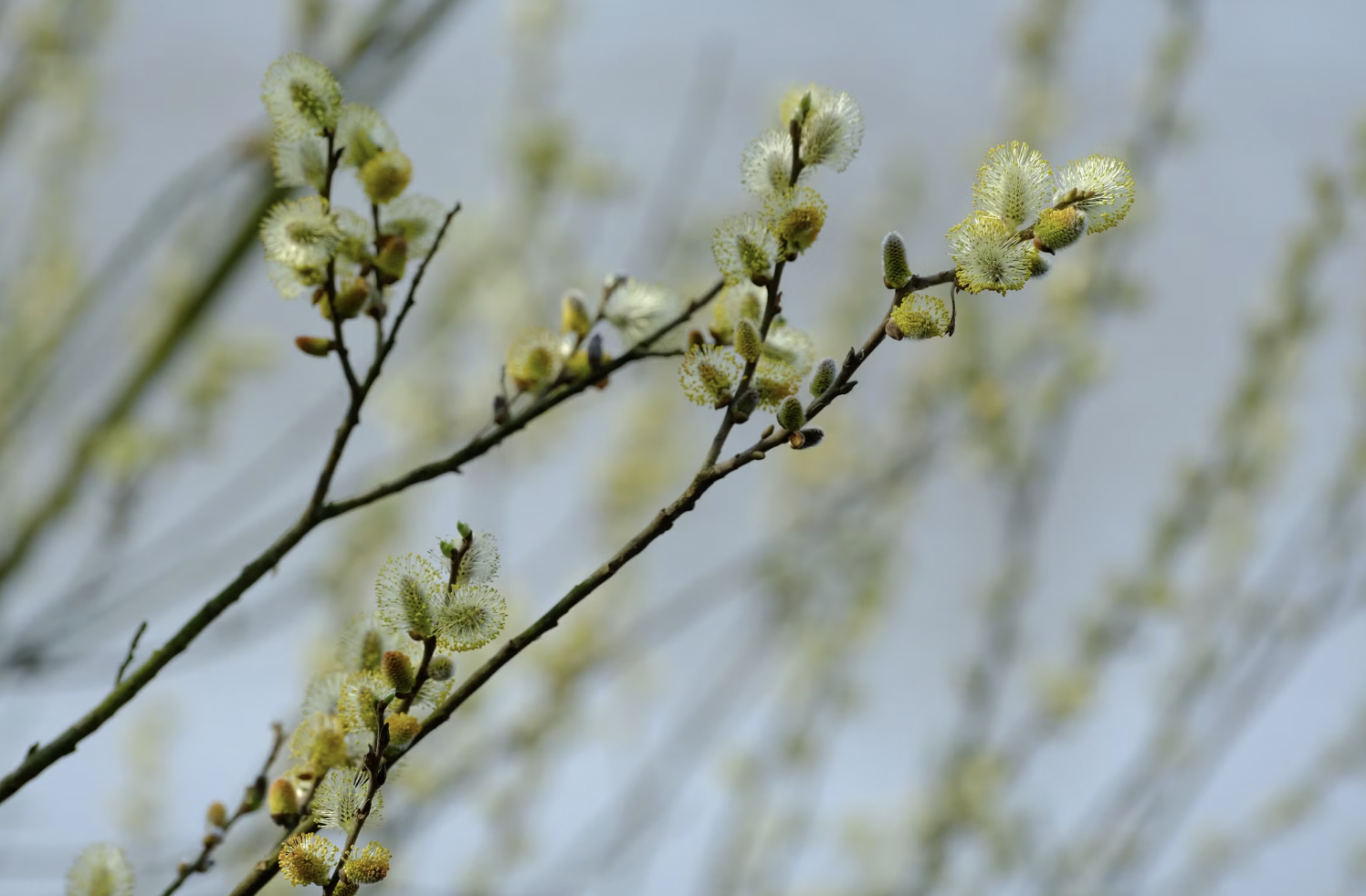 Detailed image of willow catkins blooming in spring against a soft background.