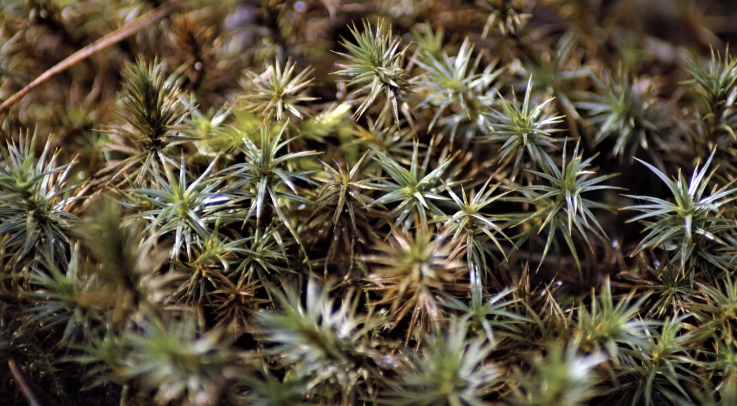 Detailed macro shot of Arctic Moss plants in a natural setting, 