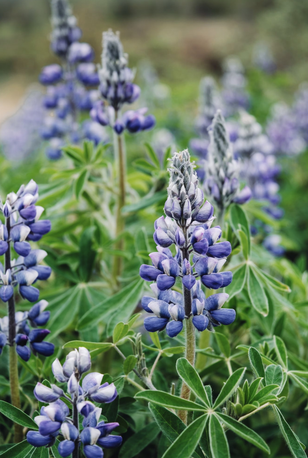 Detailed view of purple lupine flowers with lush green leaves in a spring garden.