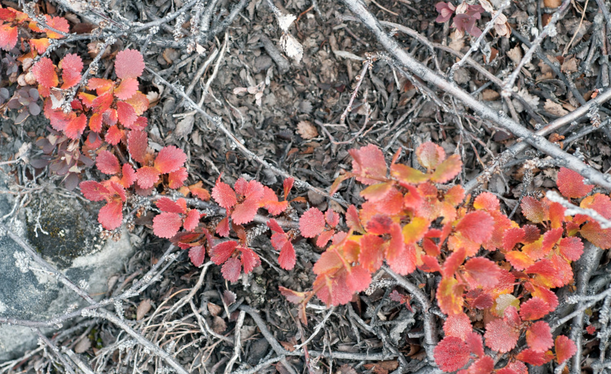 Dwarf Birch | Betula nana