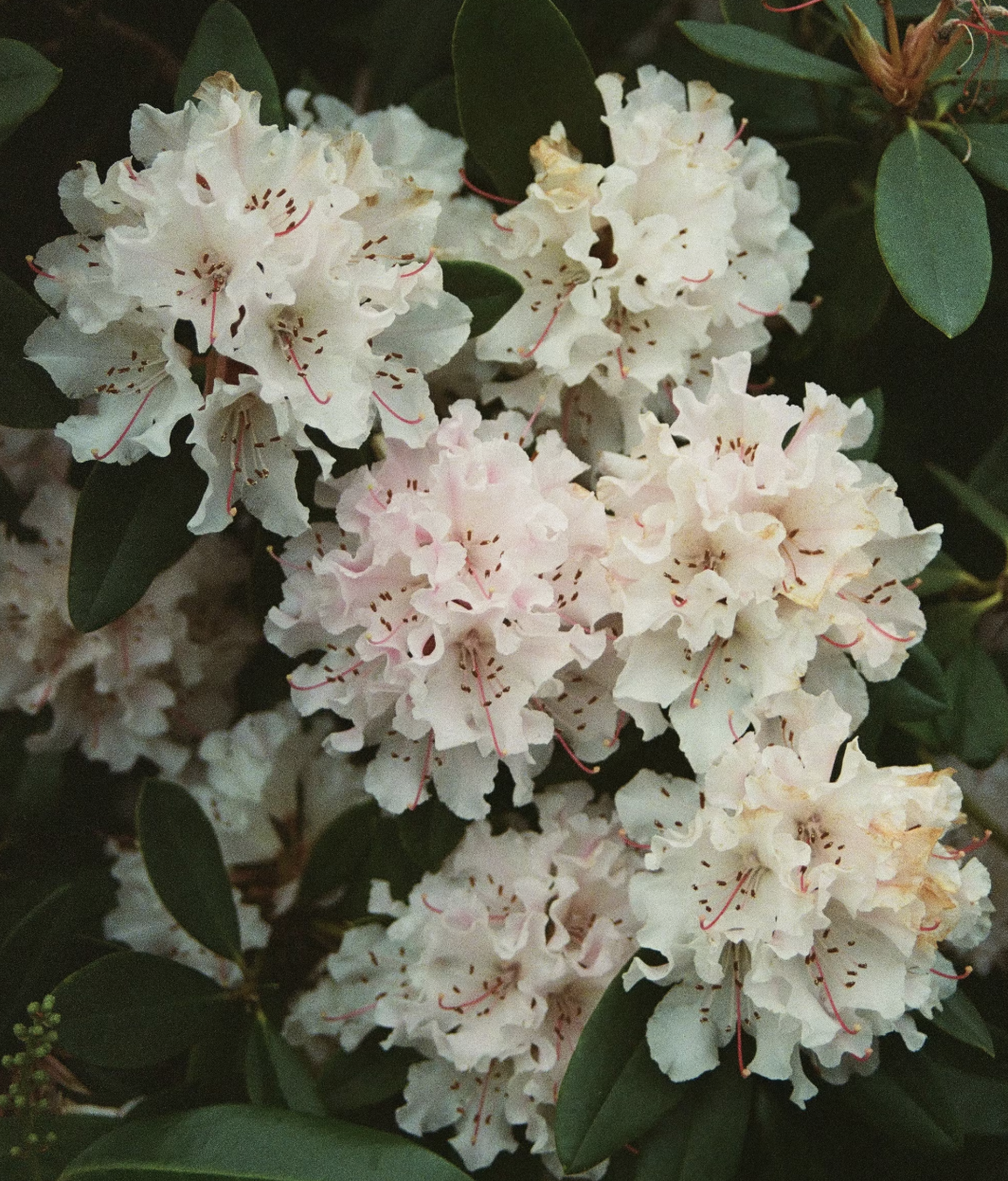 Labrador Tea (Rhododendron groenlandicum)