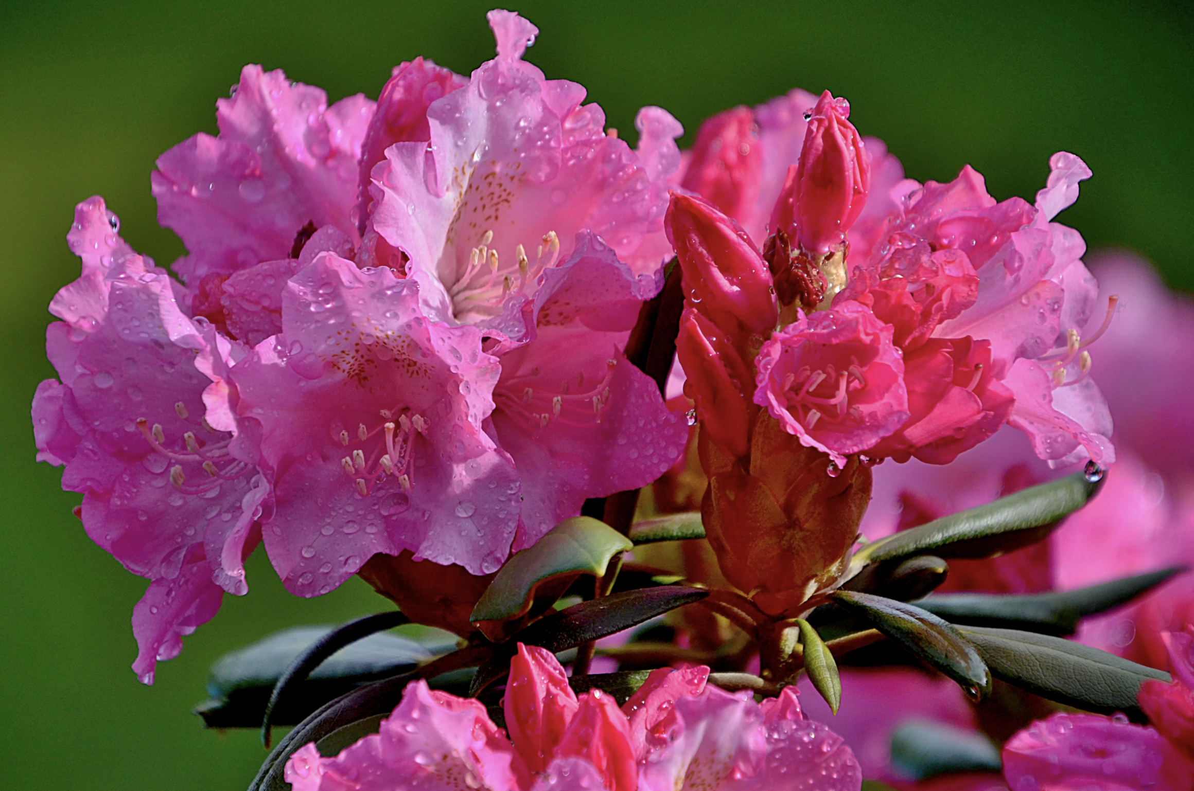 Lapland Rosebay (Rhododendron lapponicum) | Tundra Biome