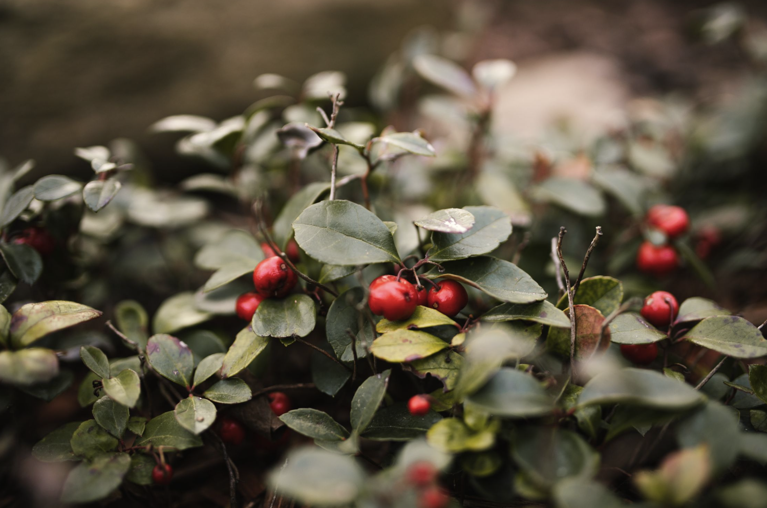 Macro shot of red Bearberry among green leaves, capturing the essence of autumnArctostaphylos among green leaves, capturing the essence of autumn
