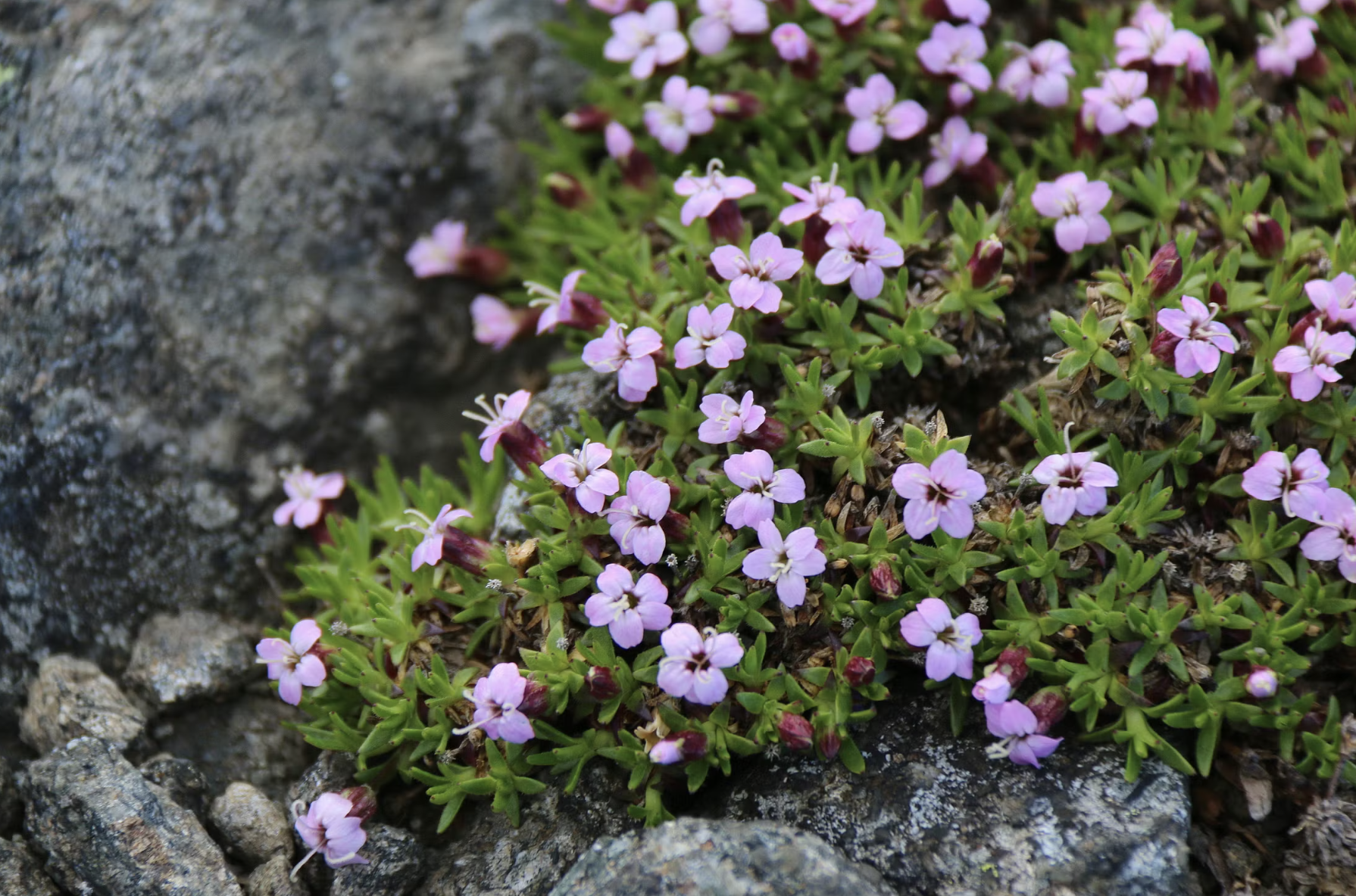 Moss Campion (Silene acaulis) by Ecogarden