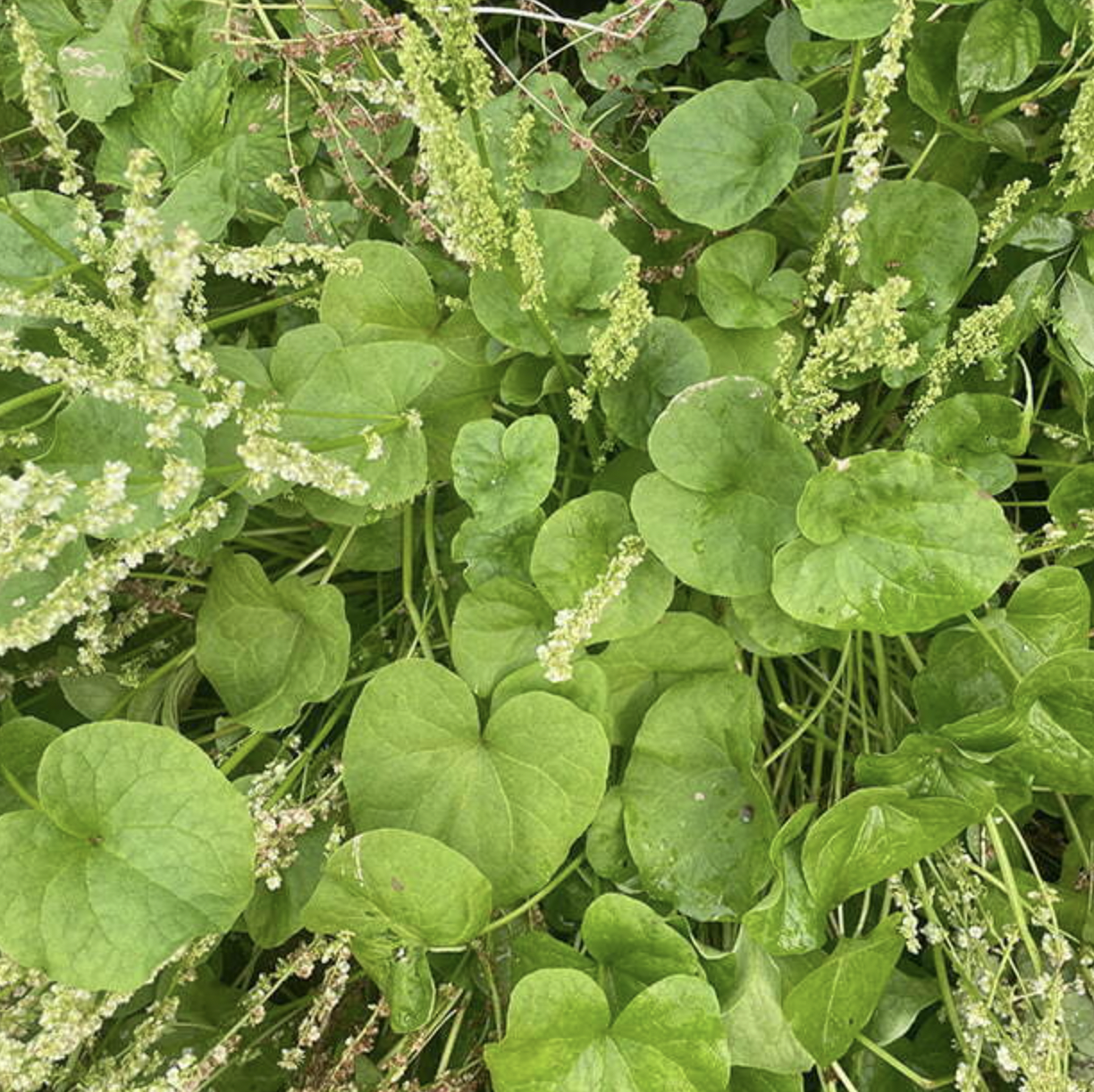 Mountain Sorrel (Oxyria digyna)