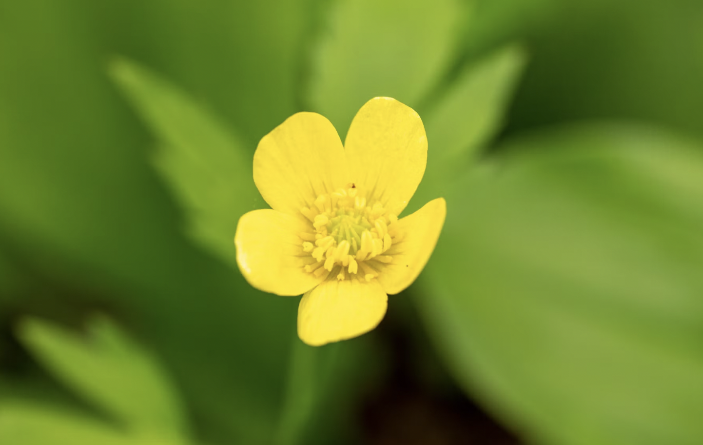 Snow Buttercup (Ranunculus nivalis)