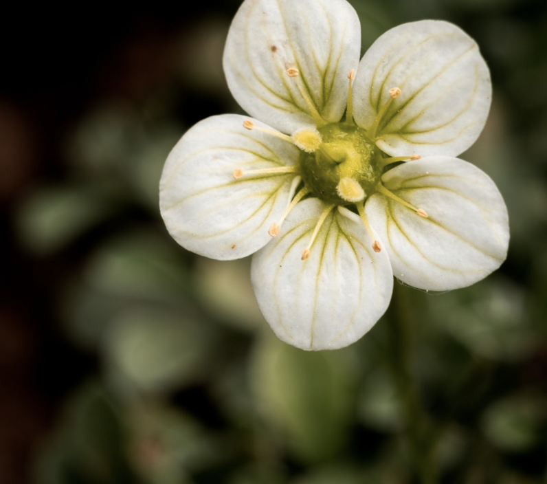 Tufted Saxifrage (Saxifraga cespitosa)