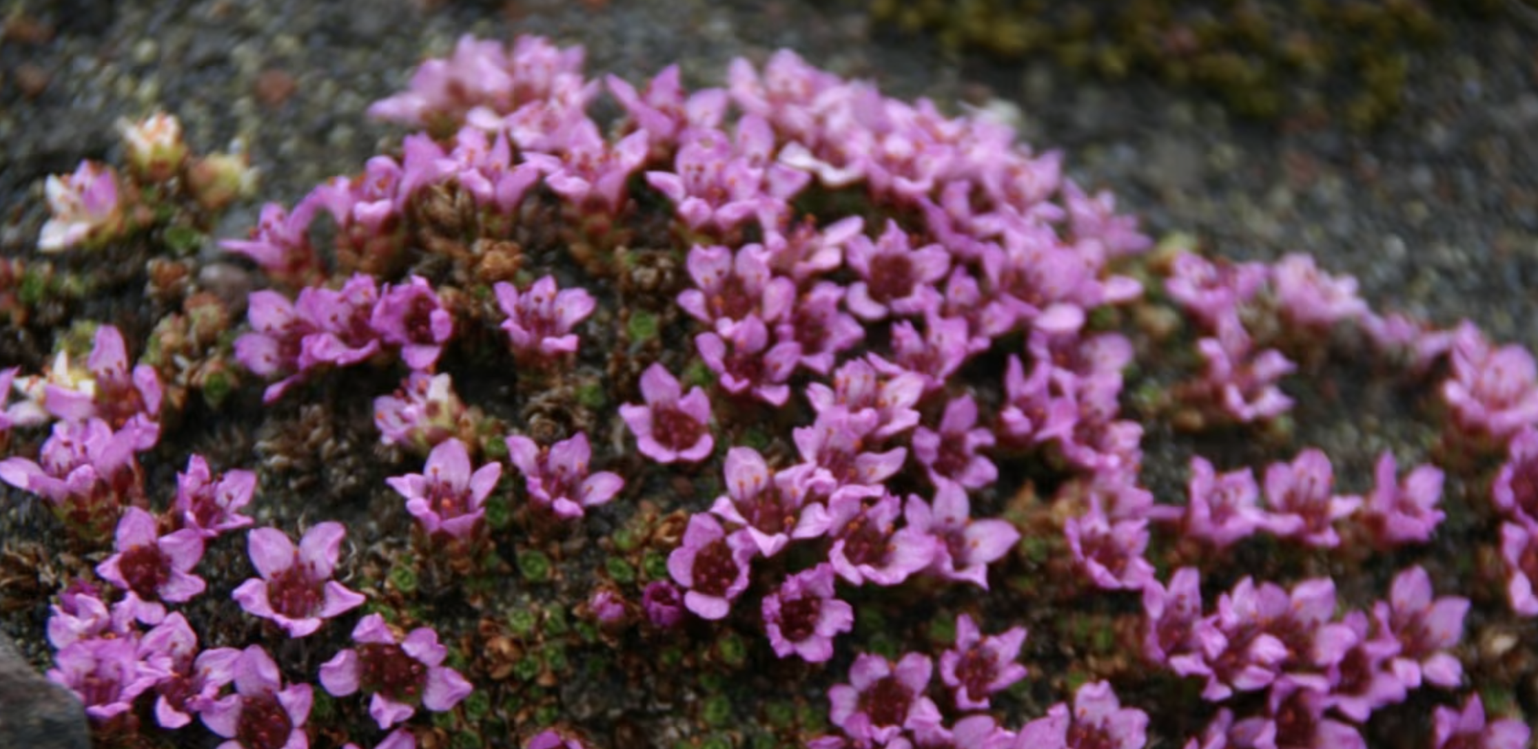 Vibrant Purple Saxifrage flowers blossoming on rocky terrain, showcasing natural beauty