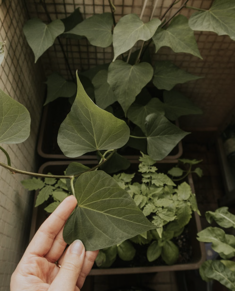 A close-up of hand holding a leaf in a lush indoor potted garden setting.