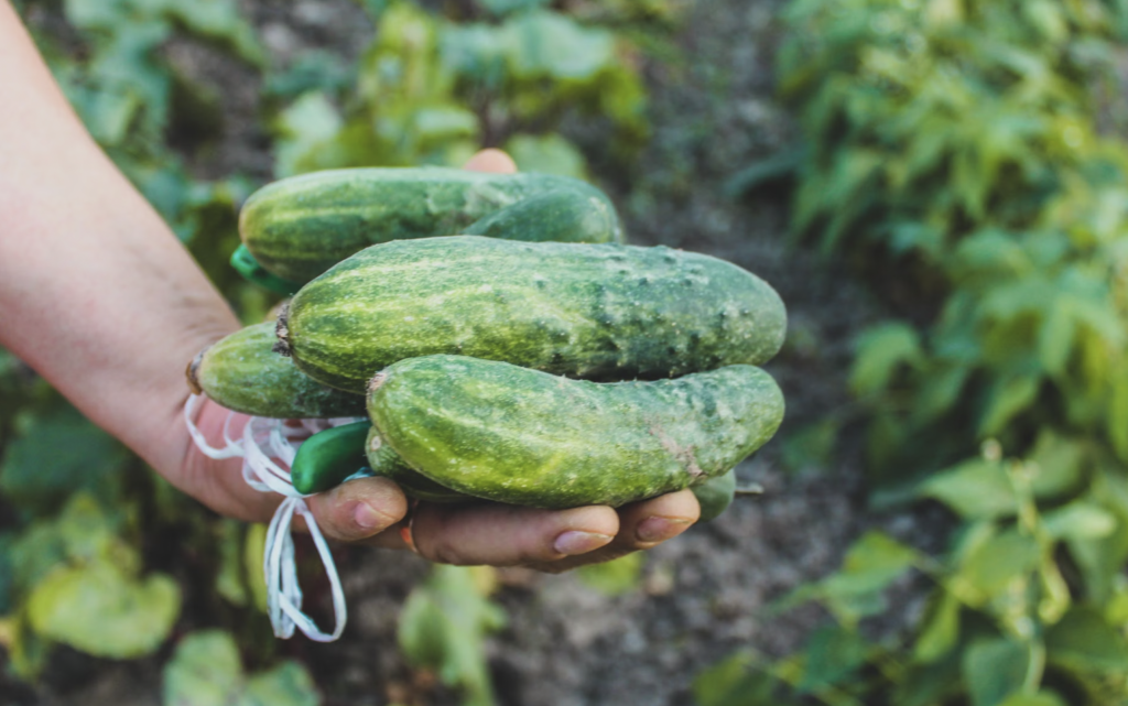 A close-up of hand holding freshly harvested cucumbers in a vibrant garden setting.