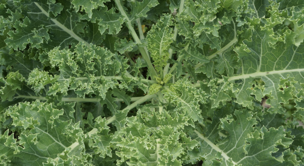 A close-up view of fresh green kale leaves in a natural setting