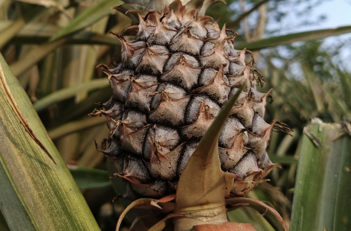 A detailed close-up of a pineapple fruit growing in an Indian field, showcasing natural textures.