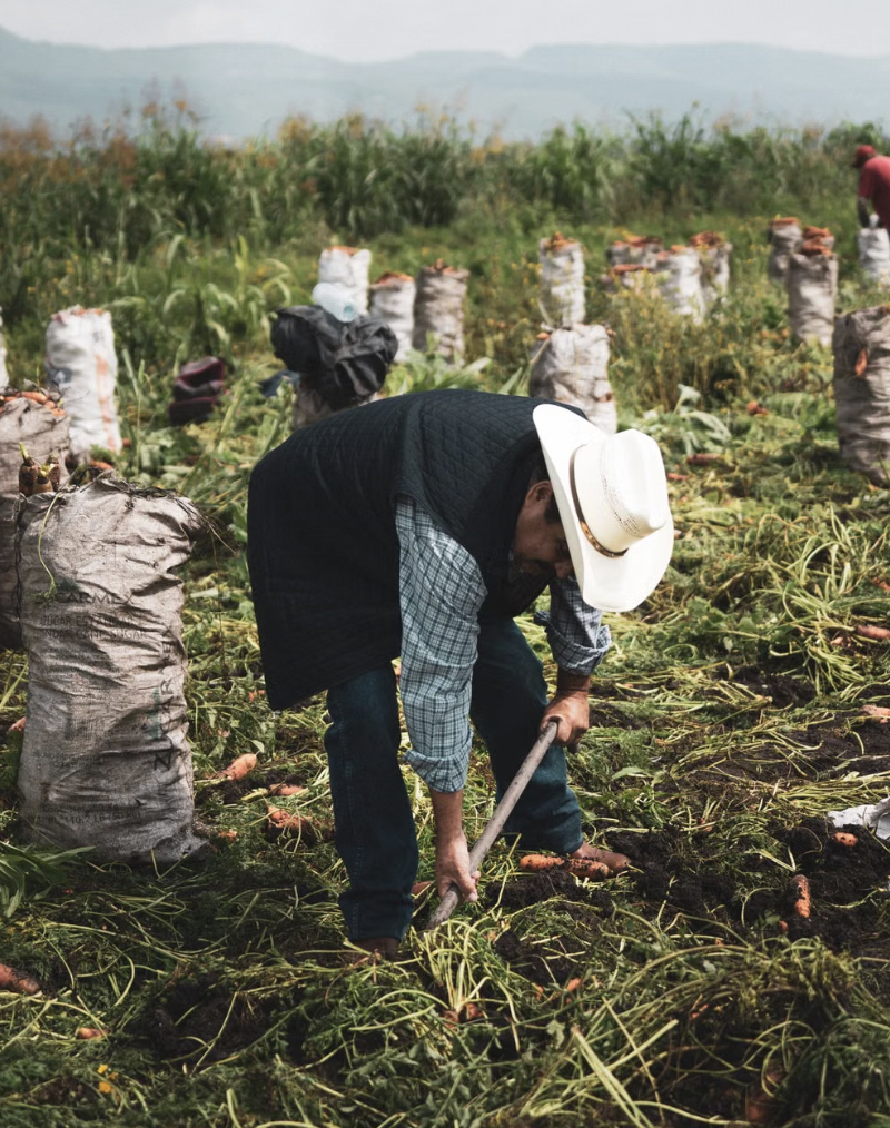 A farmer in a hat harvesting carrots in a rural field, showcasing agricultural work