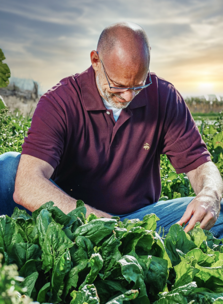 A farmer inspects spinach crops in a sunlit rural field, focusing on a healthy harvest.