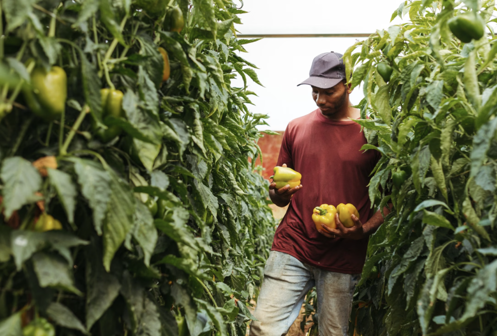 A farmer picking ripe yellow bell peppers amidst lush green plants in a greenhouse