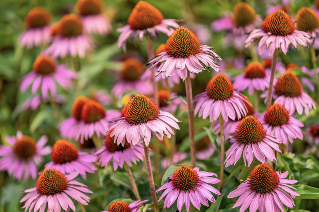 A field of vibrant pink coneflowers basking in the summer sun, showcasing nature's beauty