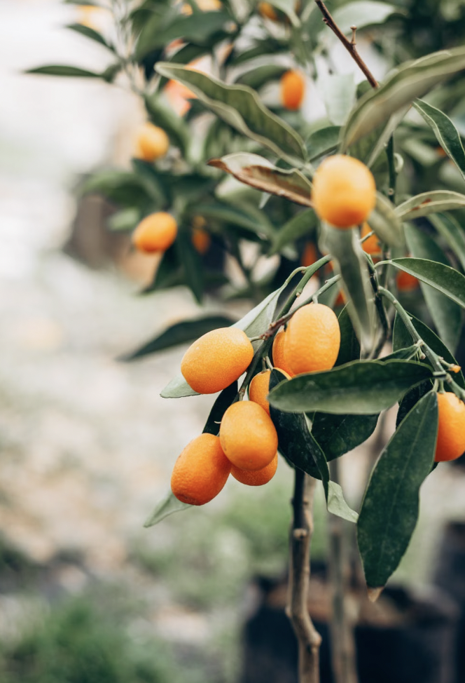 A grafted kumquat tree already producing fruits
