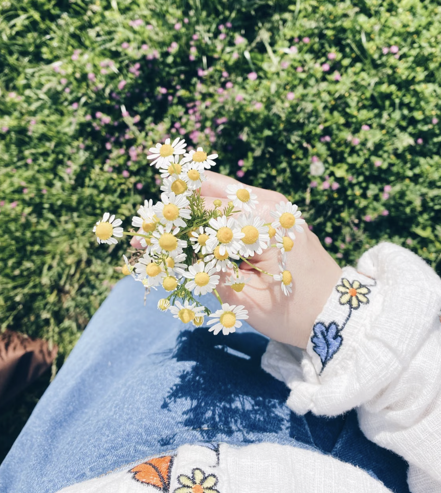 A hand holding chamomile flowers in a vibrant green field, showcasing nature's beauty