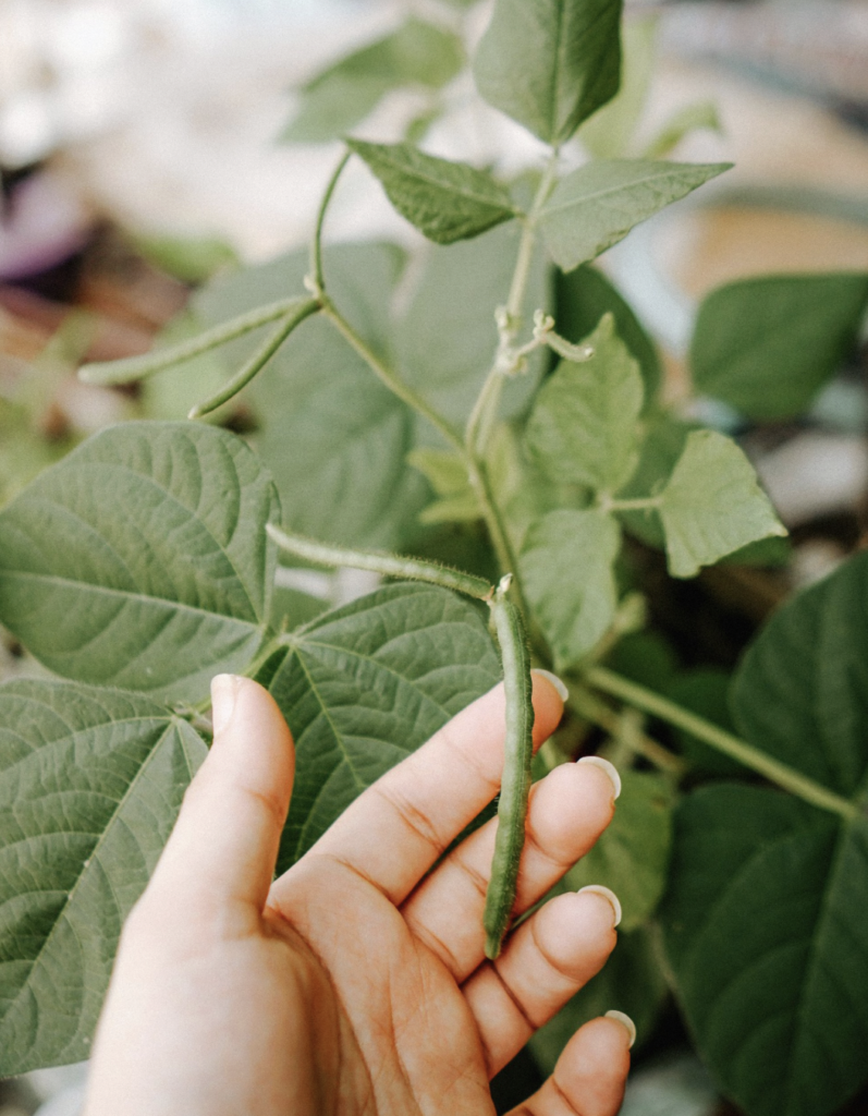 A person's hand gently touches a green bean plant, showcasing growth and nature.