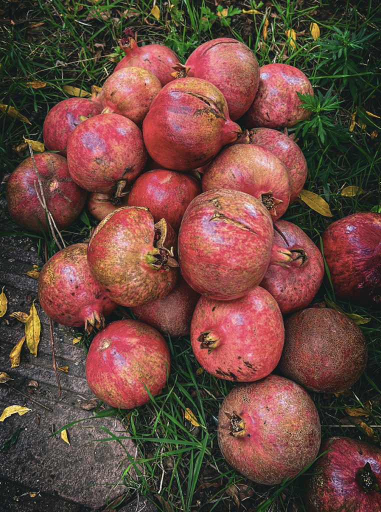 A pile of ripe pomegranates on green grass, showcasing fresh fruit harvest