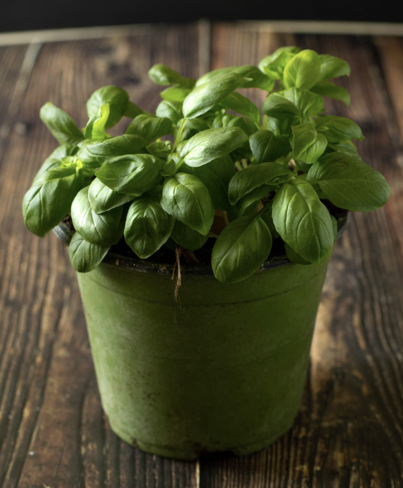A vibrant basil plant in a clay pot on a rustic wooden table, ideal for herb-related content.
