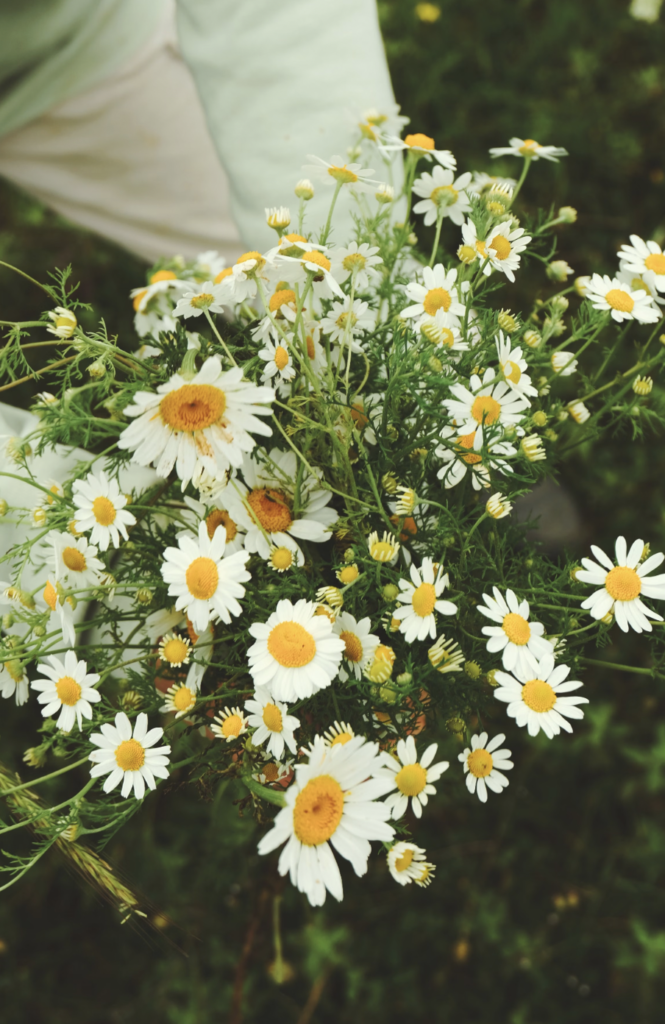 A vibrant bouquet of chamomile flowers, held by a person outdoors, symbolizing summer freshness.