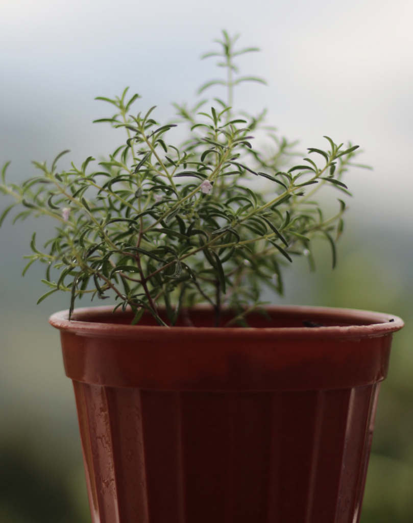 A vibrant rosemary plant growing in a red pot outdoors, against a blurred nature backdrop