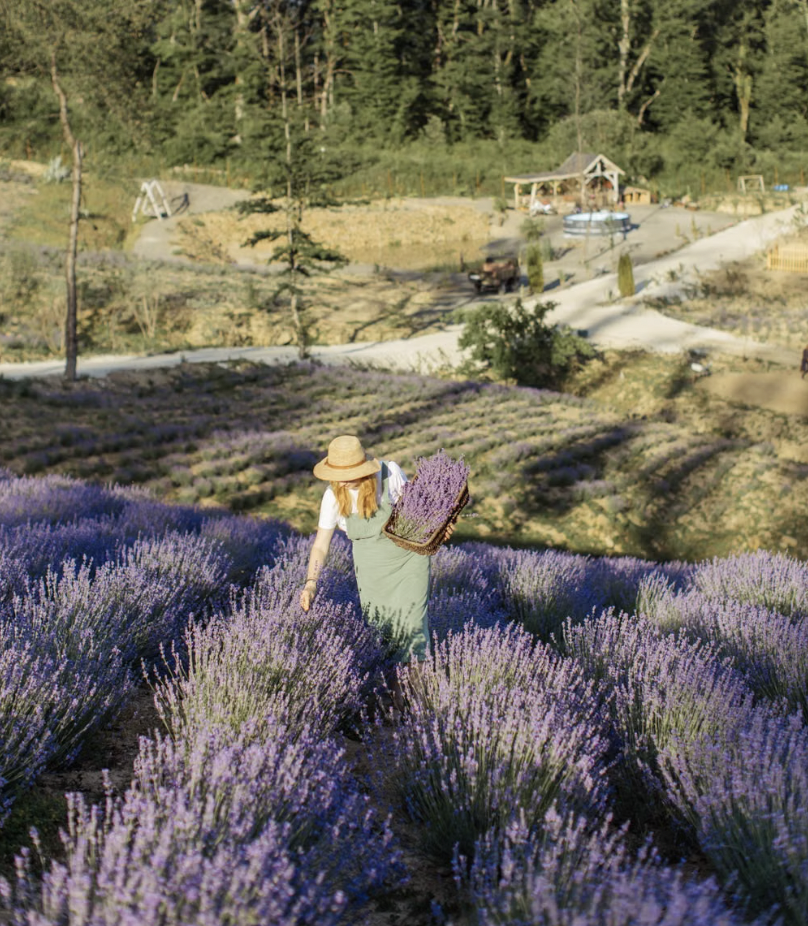 A woman stands in a lavender field holding lavender stalks on a sunny day