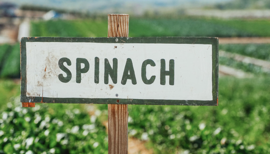 A wooden sign with 'Spinach' text amidst a lush, green farm landscape, symbolizing organic farming